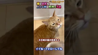 猫がお尻を上げるときの気持ち3選 #Shorts