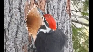 Grand Pic 3 - Pileated Woodpecker / Dryocopus pileatus