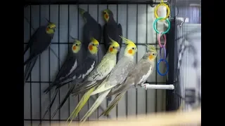 Cockatiels are the BEST | SINGING EDITION | This will make your Cockatiel Happy and Talkative |