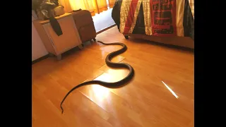 BLACK MAMBA SLITHERS THROUGH DURBAN HOME!