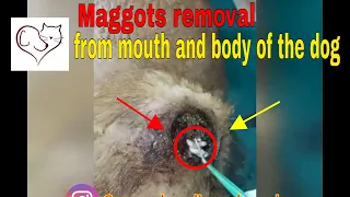 Maggots removal from mouth and body of the dog