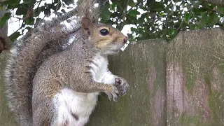Angry and Chattering Squirrel when human gets too close for comfort