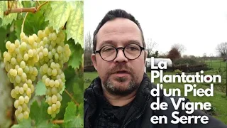 La Plantation du Pied de Vigne Ampélia Perdin en Serre