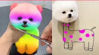 Tik Tok Chó Phốc Sóc Mini 😍 Funny and Cute Pomeranian #312