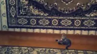 Кунг фу Котэ| Kung fu Cat