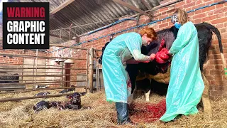 C-SECTION - HOW IT'S DONE ON A DAIRY COW