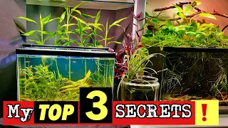 🤫My Top 3 SECRETS for growing 🪴HOUSEPLANTS🪴 in a Fish Tank!