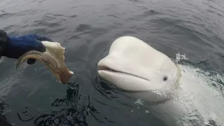 Norwegian fishermen remove harness from beluga whale