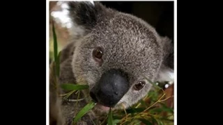 Documentary: Koalas!!!