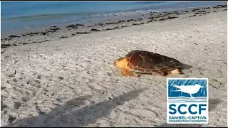 Sanibel & Captiva 2020 Sea Turtle Nesting Season