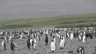 Day 13, Part 1, landing Salisbury Plain in South Georgia, Antarctica 2022.