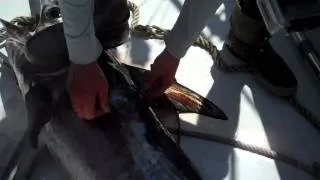 Huge Daytime Swordfish kicks man!