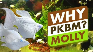 Top 5 Reasons to choose PBKM Molly fish.