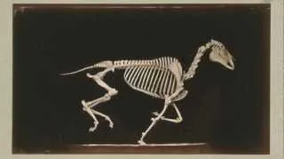 1881 Eadward Muybridge - "The Attitudes of Animals in Motion (194-203 Skeleton of Horse)"