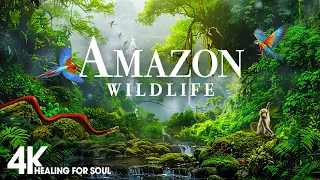 Wildlife of Amazon 4K - Animals That Call The Jungle Home | Amazon Rainforest | Relaxation Film