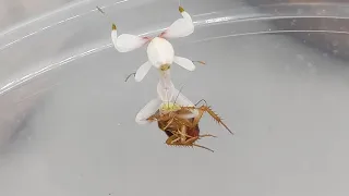 Orchid Mantis feeding party. Eating well and growing fast, this species is eye candy everyday