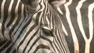 Excellent Zebra Hunt in Zambia