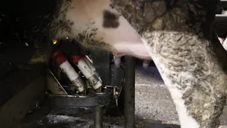 Как роботы доят коров