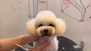 Poodle Grooming By Asia Groomer | Poodle Salon & Haircuts