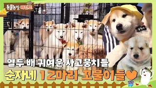 [TV 동물농장 레전드/SUB] 열두 배 귀여운 사고뭉치들 🐶 순자네 12마리 꼬물이들💛 #TV동물농장 #AnimalFarm #SBSstory