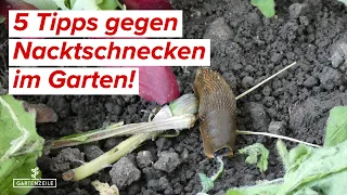 5 Tipps gegen Nacktschnecken im Garten! Schnecken bekämpfen und von Salat und Pflanzen fernhalten!