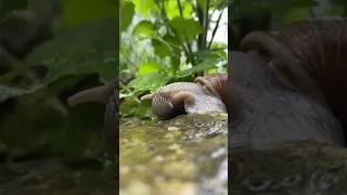 Das Geräusch einer Schnecke beim Essen