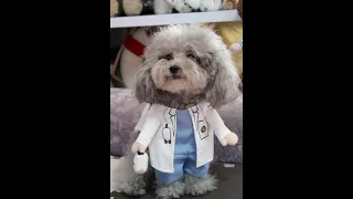 DISFRAZ HALLOWEEN DOCTOR MEDICO PERRO GATO MASCOTA