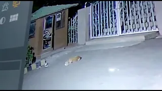 Leopard Attack on Dog CCTV