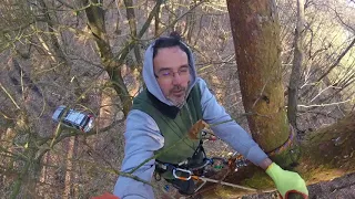 My first climb using tree spikes