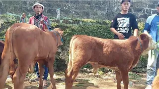 6.800‼️HARGA OLENG PEDET JANTAN CALON SUPER | Pasar Sapi Jatirogo