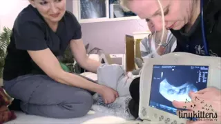 World's first ultrasound of pregnant feral cat