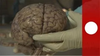 El cerebro y sus más profundo secretos | Futuris