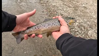 Catching Bass and Trout! Fun Multi Species Day!