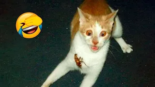 Funniest Animals 😄 New Funny Cats and Dogs Videos 😹🐶 Part 26