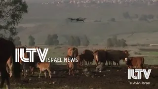 Israeli farmers using drones, not dogs, to herd cattle