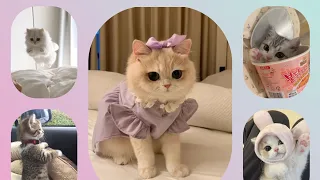 ‼️COMPILATION OF CATS ‼️|| CUTE CATS || BY CookingwithNamita