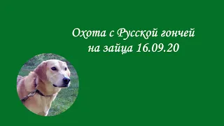 Охота с Русской гончей на зайца 16 09 20