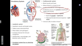 Intro to circulatory infections