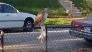 Hawk In The Hood Eats Kitten