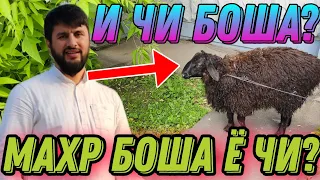 МАХРИ КОРИ САЛОХ ЯК ГУСФАНД😱⁉️ мазок накнен 🤲🐏