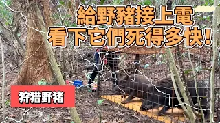 給野豬接上電，看下它們死得多快！#动物世界 #神奇动物 #紀錄片