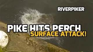 Pike attacks perch on surface - (video 24)