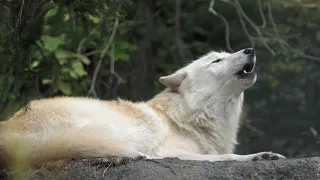 Wolf's Howl Makes Your Spine Tingle - In a Good Way