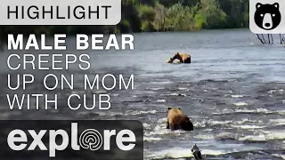 Male Bear Creeps On Mama Bear and Her Cubs - Live Cam Highlight