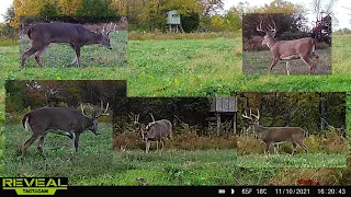 Trail cam time lapse! 6 weeks of Fall food plot action! Tactacam reveal x 2021 cellular trail cam