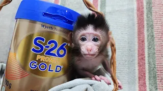 Cute Newborn Baby Monkey Drinks More and More Milk is live!