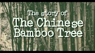 Chinese Bamboo Tree Motivational Story