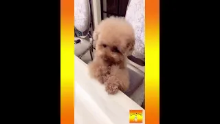 Dog Pet Puppy Pomeranian Grooming Teddy bear style ! dogs story #short​1#