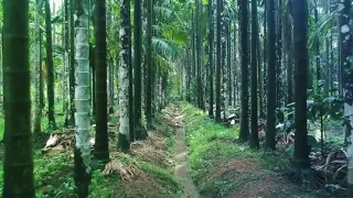 Betel Nut Trees forest