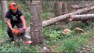 How to cut a tree down - putting the Back cut in first